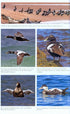 The Common Eider - Waltho 2015